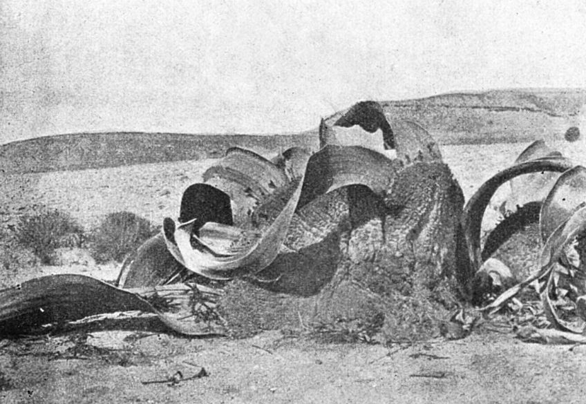 Welwitschie podivná - zvláštní rostlina, která si jméno podivná rozhodně zaslouží Welwitschie podivná - zvláštní rostlina, která si jméno podivná rozhodně zaslouží: Článek z roku 1906 vám popíše jednu velmi jedinečnou…