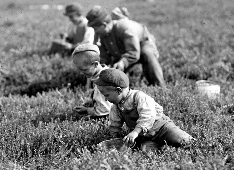 zobrazit detail historického snímku: Sběr borůvek.