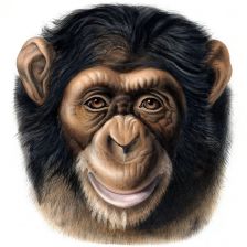Zajímavé důkazy inteligence šimpanzů z roku 1925