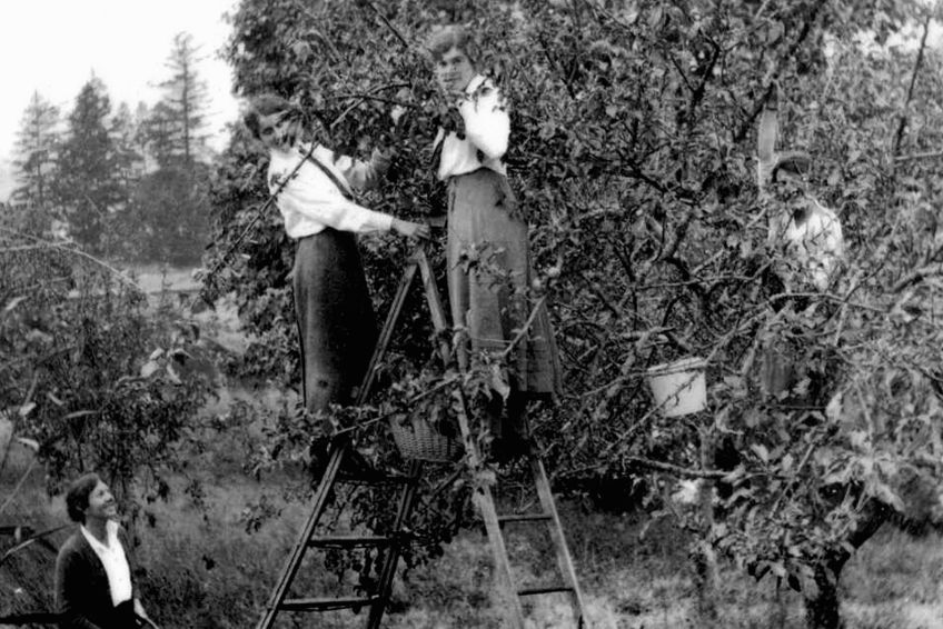 Rady našich prababiček: jak zlepšit své zdraví pomocí léčivé síly ovoce: S jakými zdravotními problémy vám může pomoci léčivá…