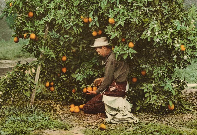 zobrazit detail historického snímku: Sklizeň pomerančů.