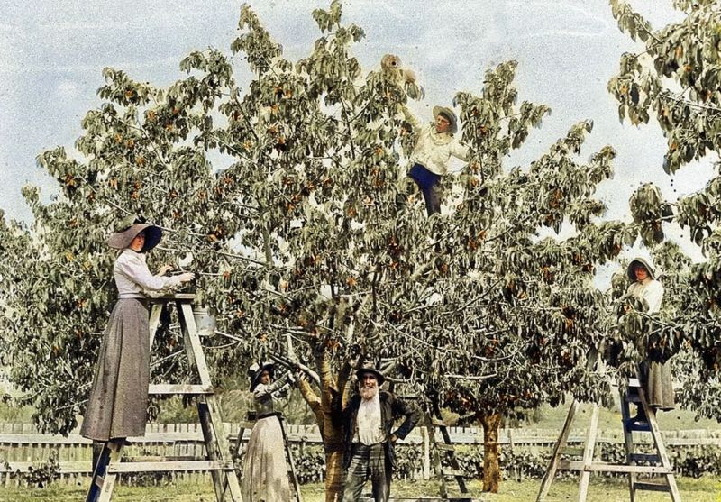 zobrazit detail historického snímku: Sklizeň třešní.