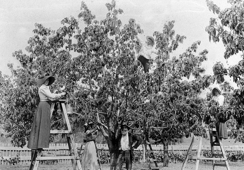 Recepty na třešňové knedlíky, koláč nebo závin podle našich prababiček Recepty na třešňové knedlíky, koláč nebo závin podle našich prababiček : Dali byste si něco sladkého s třešněmi, ale nemáte…