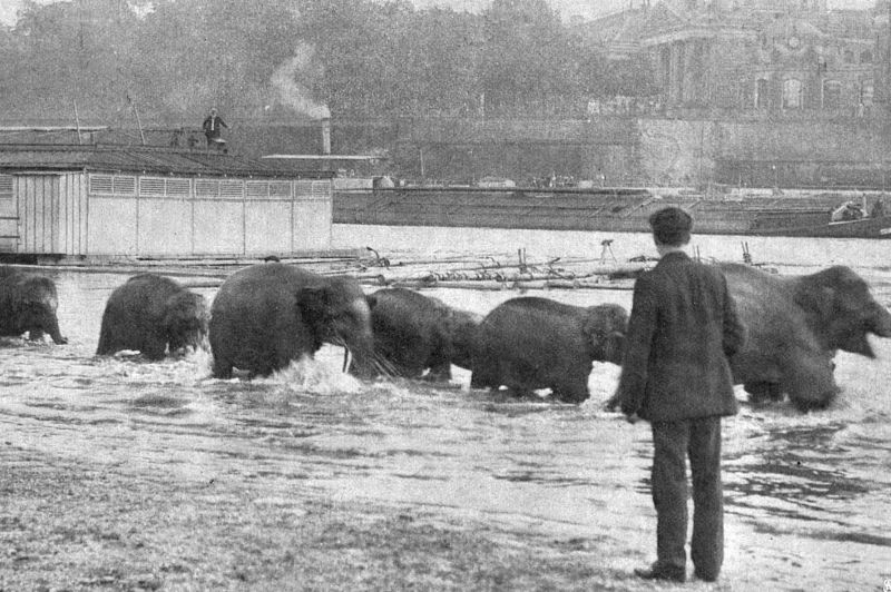 Originelni lázeňská společnost - tlupa cirkusových slonů v Drážďanech koupá se v Labi. - klikněte pro zobrazení detailu