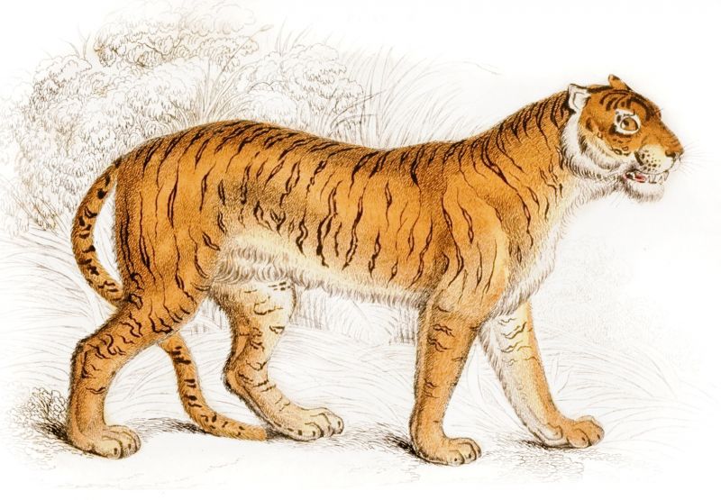 zobrazit detail historického snímku: Tygr.