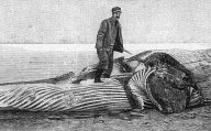 Lov velryb: jaký byl zisk na velrybím tuku a kosticích: Zajímá vás, jaké zisky měli dávní velrybáři...