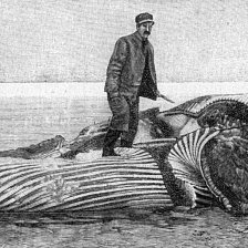 Vyjímání kostice z mrtvé velryby.