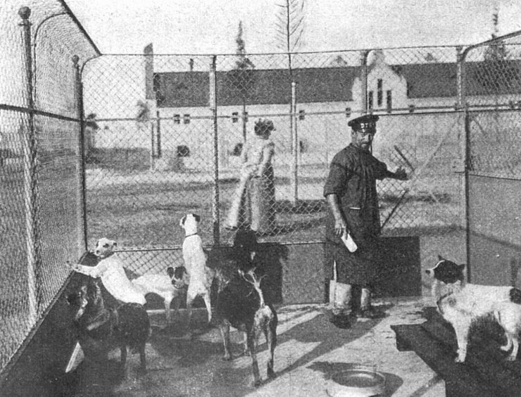 zobrazit detail historického snímku: Ranní toiletta psů v Grosslichterfeldu.