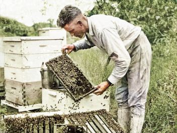Včelař a jeho včely. - klikněte pro zobrazení detailu
