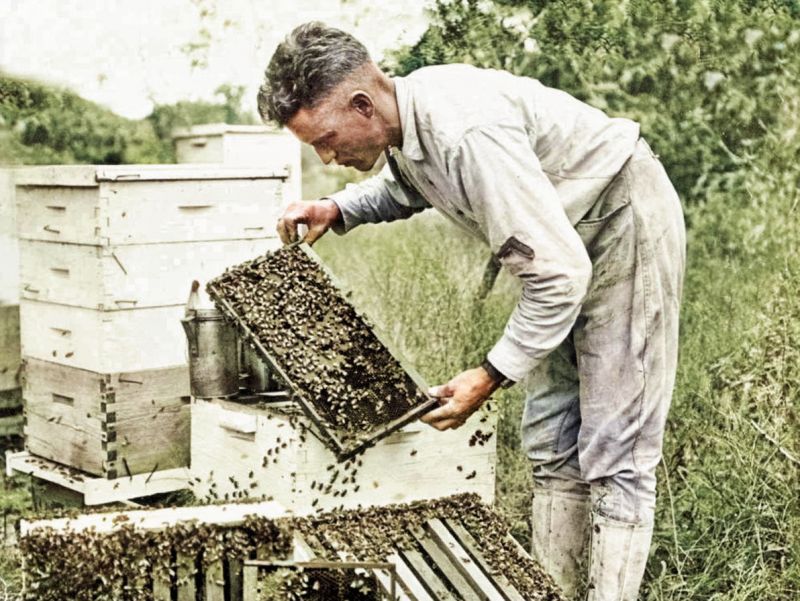 zobrazit detail historického snímku: Včelař a jeho včely.