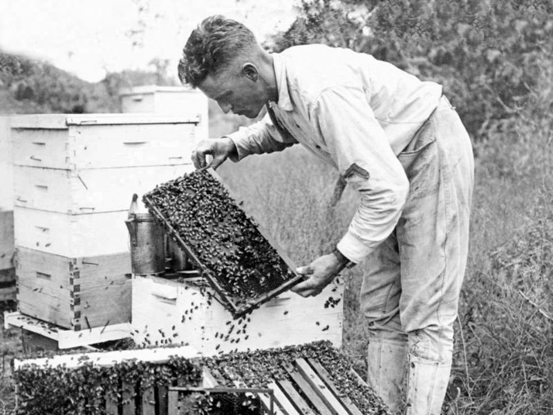 zobrazit detail historického snímku: Včelař a jeho včely.