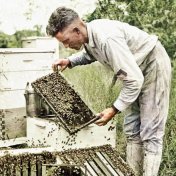 Jak se na Sahaře vyrábí falešný med?