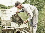Rok 1908: Léčení včelím žihadlem: Dostali jste už letos žihadlo od včely?...