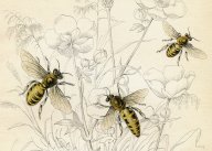 Chytrý trik, kterým si včely pomáhají při sběru pylu: Včely jsou všeobecně chápány jako vzor...