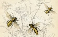 Chytrý trik, kterým si včely pomáhají při sběru pylu