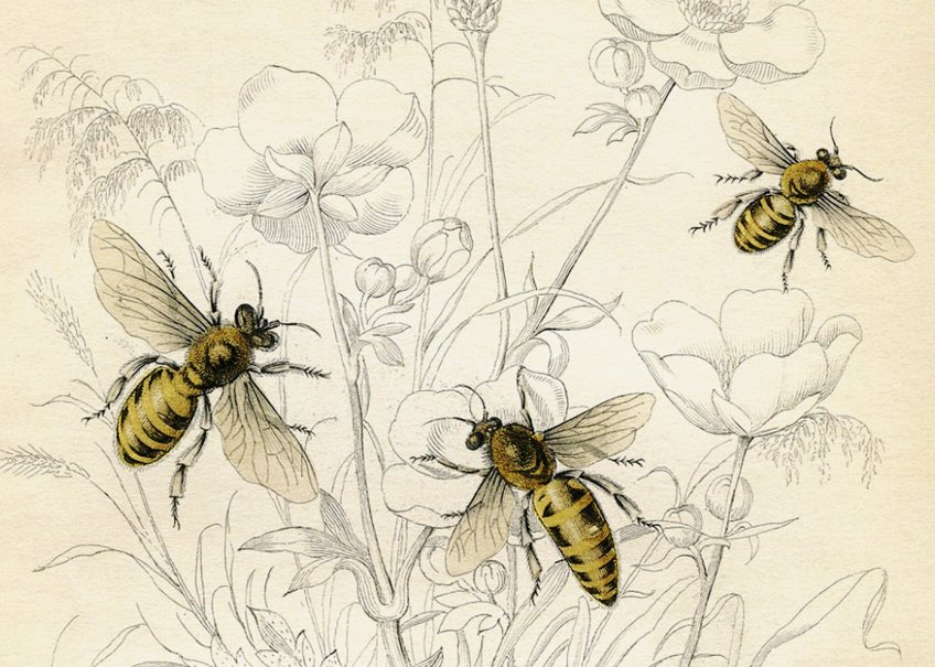 Včely. - klikněte pro zobrazení detailu
