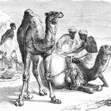 Velbloud africký neboli dromedár.