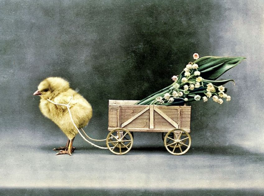 Velikonoční recepty našich prababiček a speciální jídelníček na sváteční dny Velikonoc Velikonoční recepty našich prababiček a speciální jídelníček na sváteční dny Velikonoc: Chcete vyzkoušet zajímavá velikonoční jídla z doby…