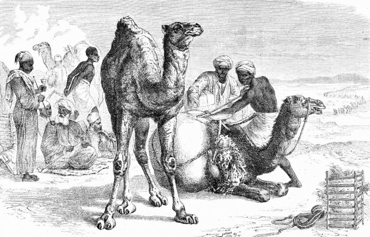 zobrazit detail historického snímku: Velbloud africký neboli dromedár.