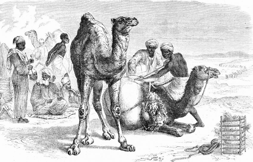 Velbloud, tajemný král pouště: Zajímá vás, co o velbloudovi věděli v roce 1902…