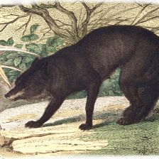 Vlk. Canis lupus.