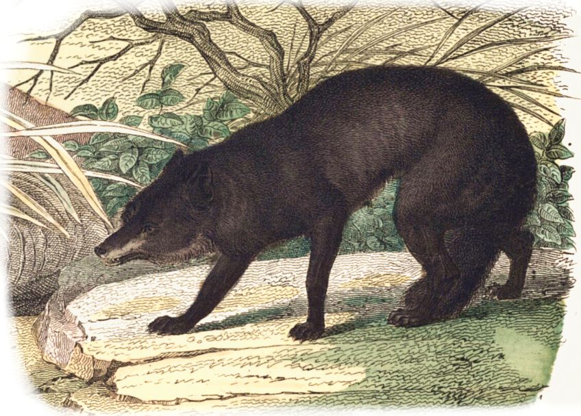 Staré historky z lovu vlků v Rusku: Jaké to bylo vyrazit spolu s Tatary a Kozáky na lov…