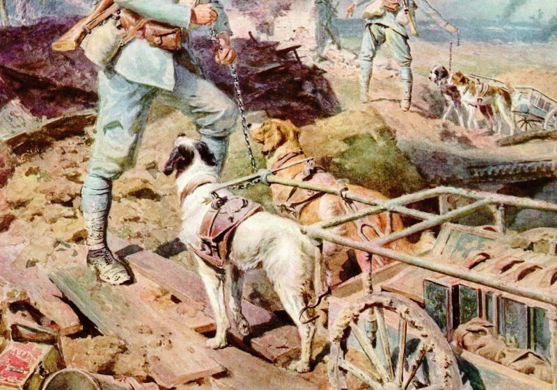 zobrazit detail historického snímku: Armádní psi s vozíkem munice.