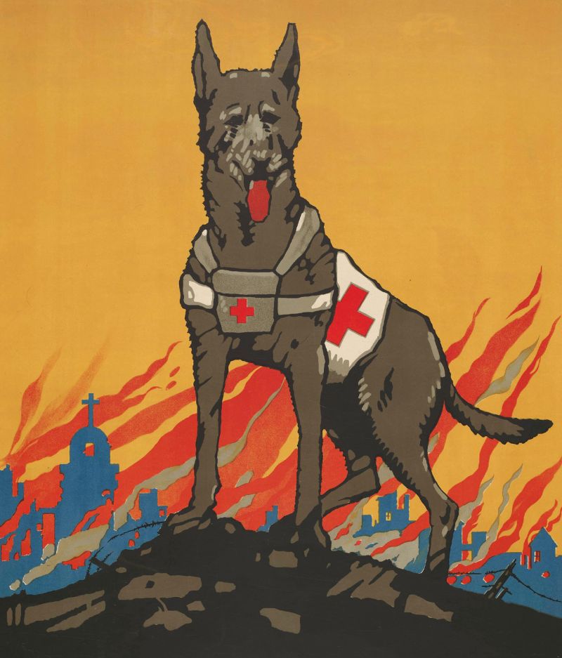 zobrazit detail historického snímku: Armádní záchranářský pes.