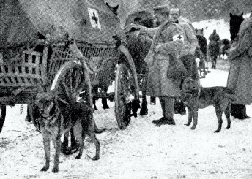 Psí záchranáři v první světové válce Psí záchranáři v první světové válce : Cvičení psi jsou dnes běžnou součástí záchranných…