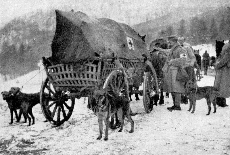 zobrazit detail historického snímku: Psi vycvičení pro zdravotní službu.