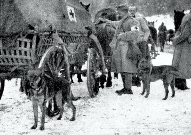 zobrazit detail historického snímku: Psi vycvičení pro zdravotní službu.