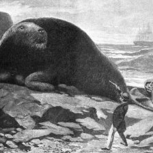 Obrovský vyhynulý tvor »mořská kráva«, neboli koroun severní.