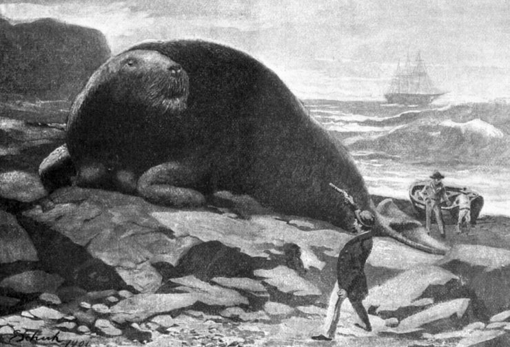 zobrazit detail historického snímku: Obrovský vyhynulý tvor »mořská kráva«, neboli koroun severní.
