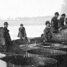 retro fotografie Lovení rybníku Rožmberského: Přebírání a prodej ryb.