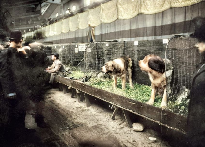 Německé řeznictví, nabízející psí maso Německé řeznictví, nabízející psí maso: Pes, tedy nejlepší zvířecí přítel lidí, chovaný jen…