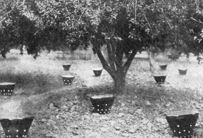 Jak ochránit ovocný sad před mrazem Jak ochránit ovocný sad před mrazem : Mráz dokáže v ovocném sadu způsobit zkázu celé úrody…