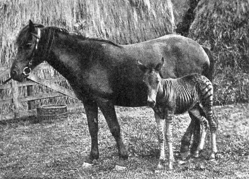 zobrazit detail historického snímku: Klisna s mládětem zebrou.