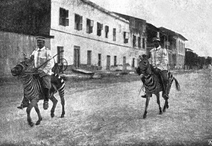 zobrazit detail historického snímku: Zebra jezdeckým koněm.