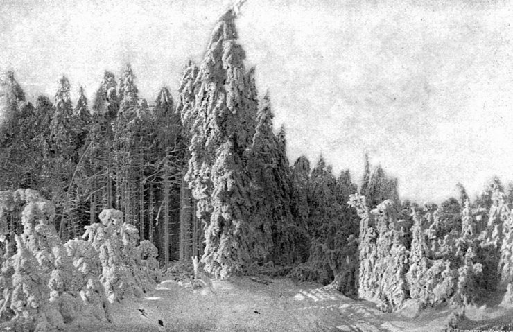 zobrazit detail historického snímku: Les v Rudohoří.