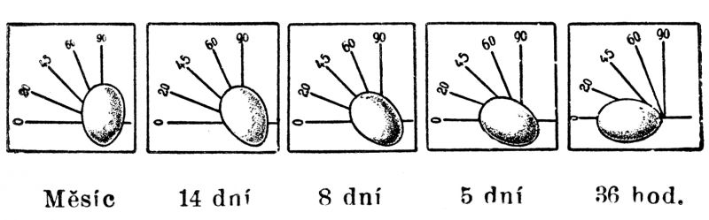 Stupnice stáří vajec. - klikněte pro zobrazení detailu