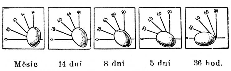 zobrazit detail historického snímku: Stupnice stáří vajec.